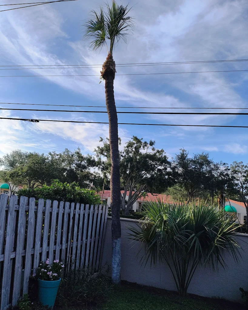 Tree Services - Professional landscaping service by 3H Landscaping