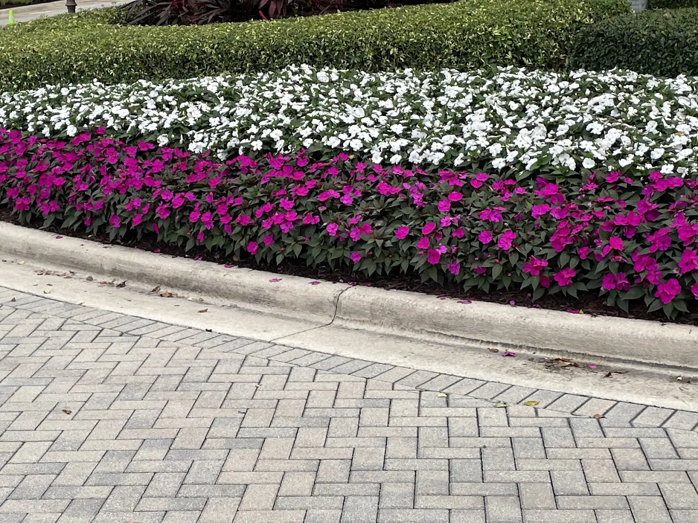 Colorful flower bed with purple and white flowers along brick pavers